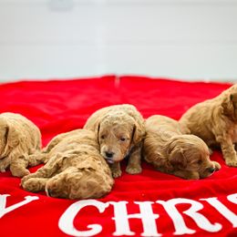 Goldendoodle Puppies from Hygge & Hound by McKenzie