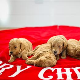 Goldendoodle Puppies from Hygge & Hound by McKenzie