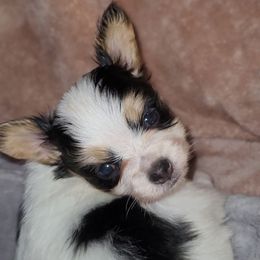 Boy 1 - White black and tan male Papillon puppy in Florida from Tammy's Papillon Playpen