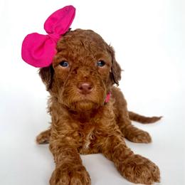 Pixie - Apricot female Goldendoodle puppy in Mount Pleasant, Tennessee from Doodle My Heart