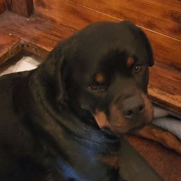 Cashew - Rottweiler