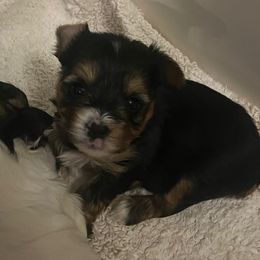 Milla J. - Black and tan female Yorkshire Terrier puppy in Beavercreek, Ohio from The Yorkie Den, LLC