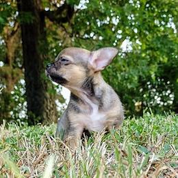 Chihuahua Puppies from Small and Mighty Chihuahuas