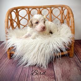 Bird - Parti female Goldendoodle puppy in from Pink Poodles and Doodles