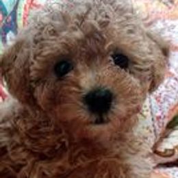 Poodles from Christina Miller's Poodles