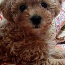 Poodles from Christina Miller's Poodles