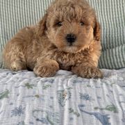 Apollo - Red male Whoodle puppy in Rising Sun, Indiana from Ruby Lane Doodles