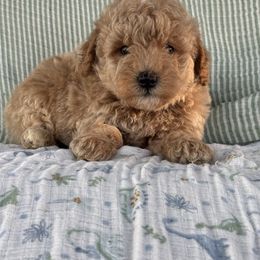 Apollo - Red male Whoodle puppy in Rising Sun, Indiana from Ruby Lane Doodles