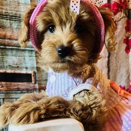 Bernedoodle, Cavapoo, and Goldendoodle Puppies from 406Doodles
