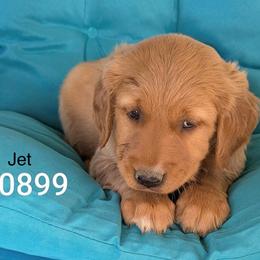 Boy 8 - Dark golden male Golden Retriever puppy in Parker, Colorado from Legacy Ranch Golden Retrievers
