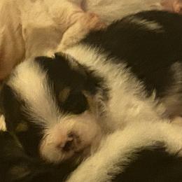 Pomeranian Puppies from Snow peak poms