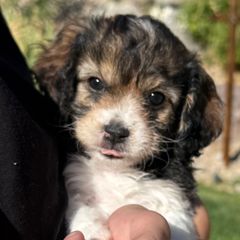 Molly - Tri-color female Cavachon puppy in Draper, Utah from Cavachon Love Chocolate Cavaliers, Cavaliers, Cavachon’s, Cavapoos