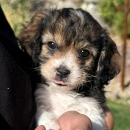 Molly - Tri-color female Cavachon puppy in Draper, Utah from Cavachon Love Chocolate Cavaliers, Cavaliers, Cavachon’s, Cavapoos