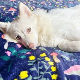 Daphne - White Pomsky puppy in Connecticut from Elle Pomsky