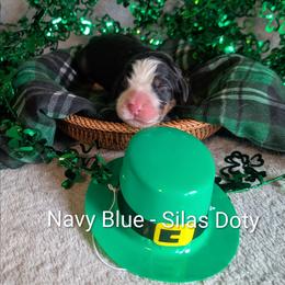 Navy Blue - Silas Doty - Black rust and white male Bernese Mountain Dog puppy in Marion, Indiana from Zarah's Bernese Mountain Dogs