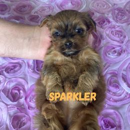 Lucky's Lighting Up The Night (Sparkler) - Red female Havanese puppy in Fielding, Utah from LUCKY HAVANESE