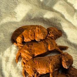 Daisy - Red  female Poodle puppy in Atlanta, Georgia from TRDBOATL