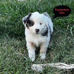 Boy 5 - Miniature American Shepherd puppy from Fuzzbottom Miniature American Shepherd