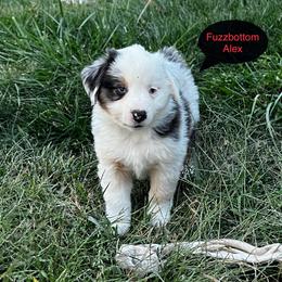 Boy 5 - Miniature American Shepherd puppy from Fuzzbottom Miniature American Shepherd