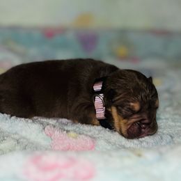 Chocolate Girl - Chocolate tri-color female Bulldog puppy in Amarillo, Texas from Bomb City Bulldogs