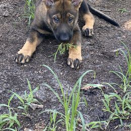 German Shepherd Puppies from Vom Holzhaus German Shepherds