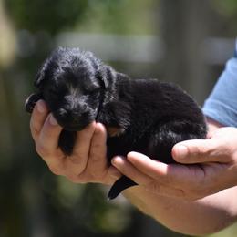 Purple collar Female - Black and red female German Shepherd puppy in Marianna, Florida from Haus M Godwin