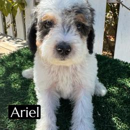 Ariel - Blue merle female Aussiedoodle puppy in Bakersfield, California from Annie's Aussies