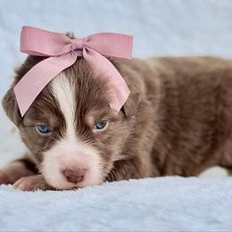 Pink collar - Red tri-color female Aussiedoodle puppy in 32046, Florida from River Hill Ranch