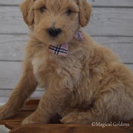 Goldendoodle and Golden Retriever Puppies from Magical Goldens