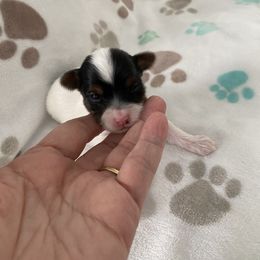 Boy 1 - Parti Yorkshire Terrier puppy in Williamstown, New Jersey from Pat’s Garden State Yorkies