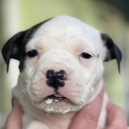 American Staffordshire Terriers from Ironstone Amstaffs