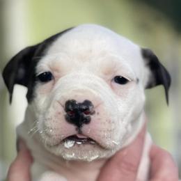 American Staffordshire Terriers from Ironstone Amstaffs