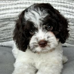 Light purple collar girl - Brown white and tan female Cockapoo puppy in Oologah, Oklahoma from Timber Hills Poodles and Doodles
