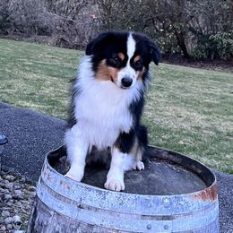 Remi - Miniature American Shepherd