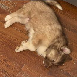 Native American Indian Dog Puppies from Corn Moon Kennels: a member of the Native American Indian Dog Preservation Project