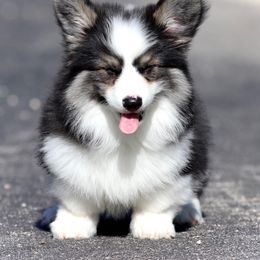 Pembroke Welsh Corgi Puppies from Cosmere Corgis