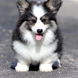 Pembroke Welsh Corgi Puppies from Cosmere Corgis