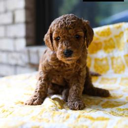 No Collar - Red  female Goldendoodle puppy in Landis, North Carolina from Shelbys Doodle Farm