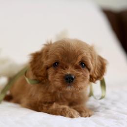 Kuma - Red male Cavapoo puppy in Queen Creek, Arizona from Dulcito Doodles