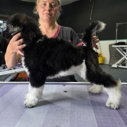 Mozzarella Brindle - Parti female Poodle puppy in Parker, Colorado from Pawsh K9’s