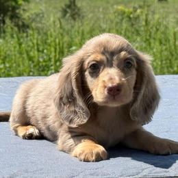 Thumper - Dapple male Dachshund puppy in Lincoln, Arkansas from Red Dirt Dachshunds