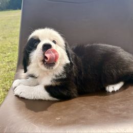 Red collar - Black tri male Miniature Australian Shepherd puppy in 32046, Florida from River Hill Ranch