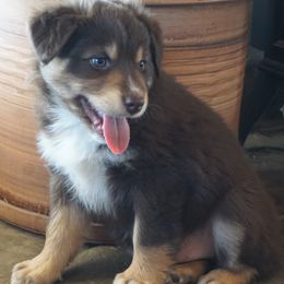 Australian Shepherd Puppies from Pole Canyon Australian Shepherds