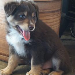 Australian Shepherd Puppies from Pole Canyon Australian Shepherds