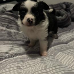 Panda - Black and brindle male Pomeranian puppy in Detroit, Michigan from DeVante's puppies