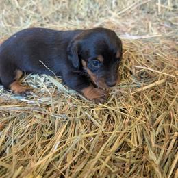 Charlie - Black and tan male Dachshund puppy in Cole Camp, Missouri from Long Dog Ranch
