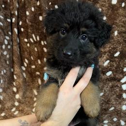 Blue color - Bi-color female German Shepherd puppy in Marion, Ohio from Legacy K9’s