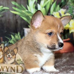 Cyrus - Sable male Pembroke Welsh Corgi puppy in Akeley, Minnesota from Northwynd Corgis