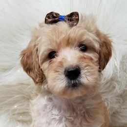 Goldendoodle Puppies from Austin Doodles & Poodles