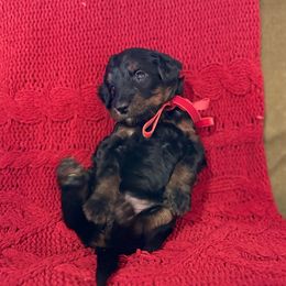 June - Phantom female Bernedoodle puppy in Tulsa, Oklahoma from Magnolia Blossom Bernedoodles